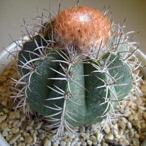 melocactus matanzanus