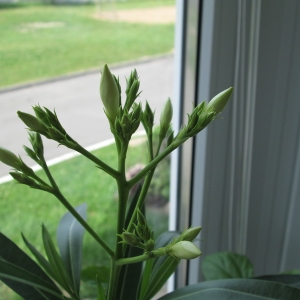 белый олеандр