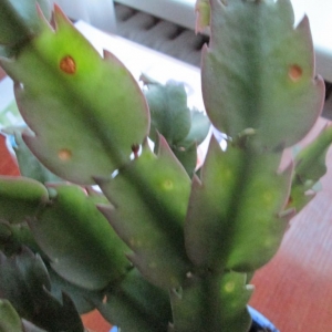 золотой декабр болеет