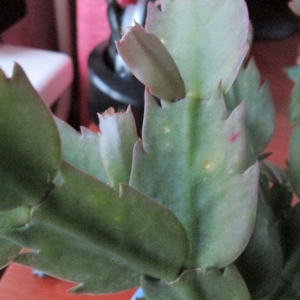 золотой декабр болеет.2