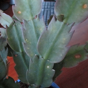 золотой декабр болеет3