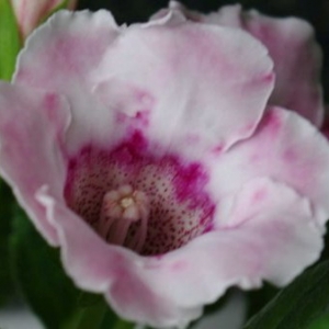 43 peach-rose batik imgp3164 dlya novogo sajta