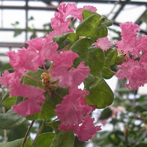 lagerstroemia-indica