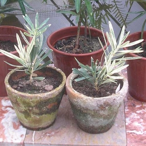 podocarpus-macrophyllus-var