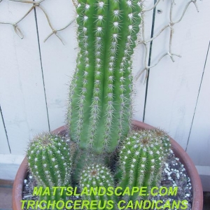 trichocereus candicans, commonly called  argentine giant  1