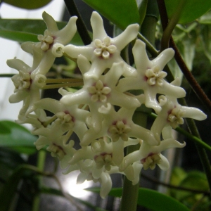 hoya australis