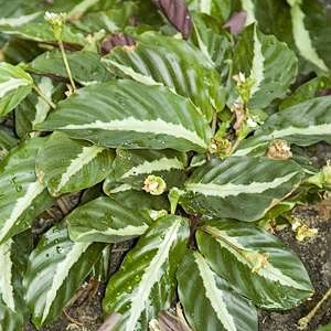 calathea undulata3