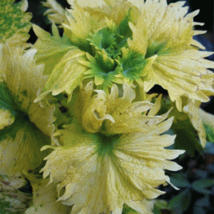 coleus1