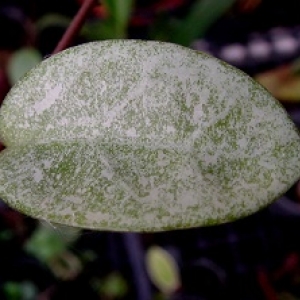 hoya carnosa cv-silver dust-