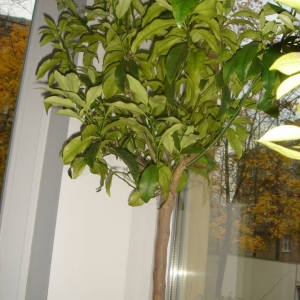 dsc04187