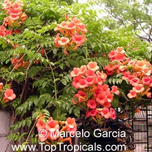 campsis-grandiflora-1