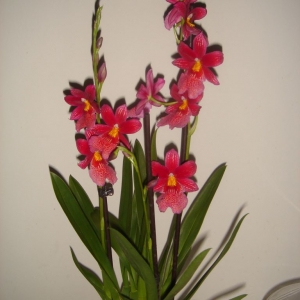 dsc04227