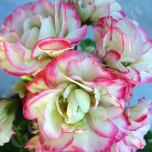 appleblossom rosebud (3)