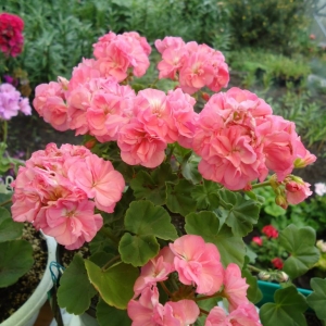frou frou (4)
