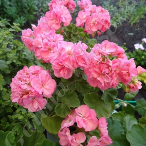 frou frou (5)