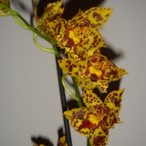 dsc04246