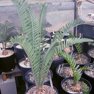 cycads 2235 12873205.jpeg