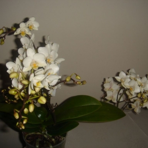 dsc04430