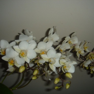dsc04435
