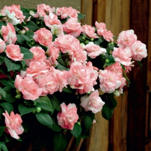 218 impatiens walleriana fiesta sparkler salmon