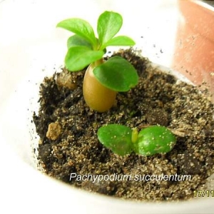 pachypodium succulentum