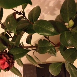 цветок_фото_1