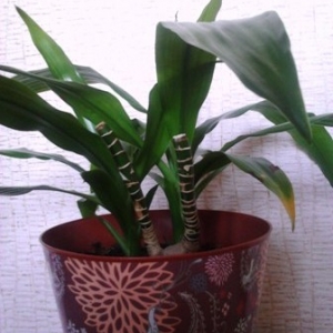 img 20130325 123459 0