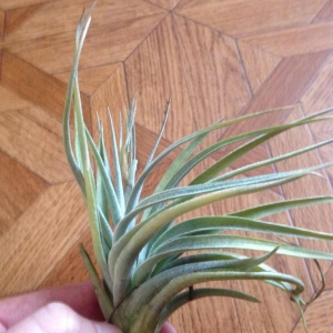 t. sphaerocephala - 500 рублей
