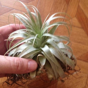 t. streptophylla- 500 рублей