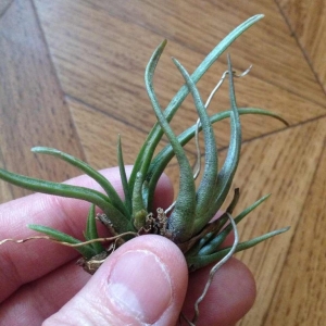 t.albertiana-450 рублей
