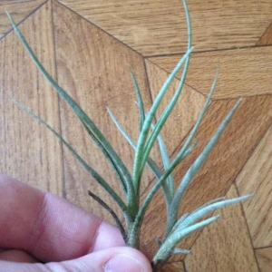 tillandsia bandensis-400 рублей