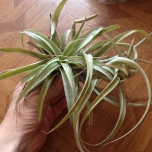 tillandsia brachycaulos multiflora-500 рублей