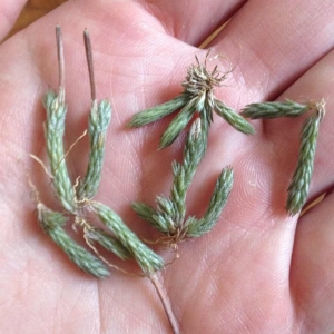 tillandsia bryoides-400 рублей