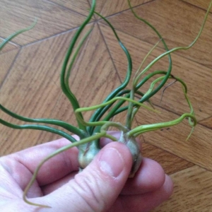 tillandsia bulbosa-500 рублей
