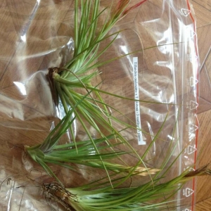 tillandsia caulescens x t. globosa-550 рублей