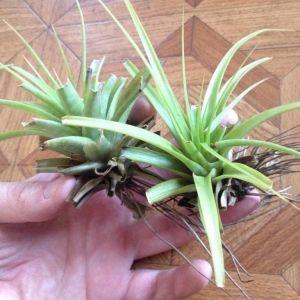 tillandsia fasciculata-500 рублей