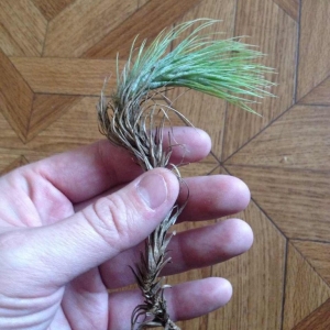 tillandsia funckiana-500 рублей