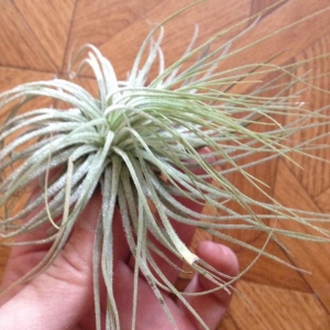 tillandsia magnusiana-500 рублей