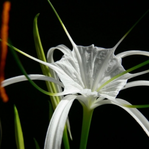 Гименокаллис карибский (Hymenocallis caribea).Известен также как «панкрациум