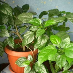 dsc 0027