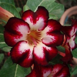 super srar of tomorrow