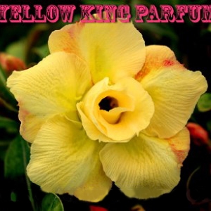 yellow king parfum