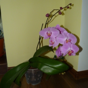 Фал 08.06.2013