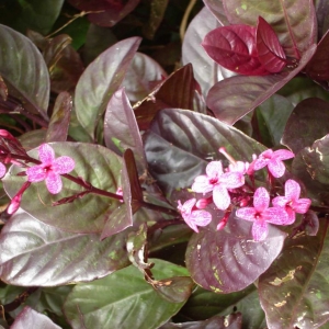 pseuderanthemum carruthersii atropurpureum