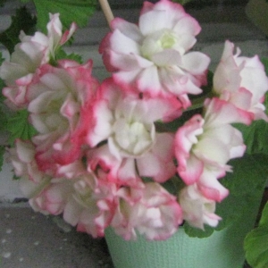 пеларгонии Apple Blossom Rosebud