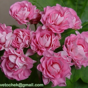 Укорененные черенки пеларгонии Australian Pink Rosebud-150 руб.