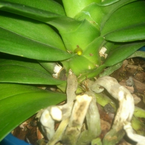 dsc 0068