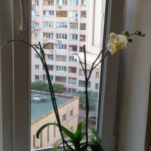 dsc 0130