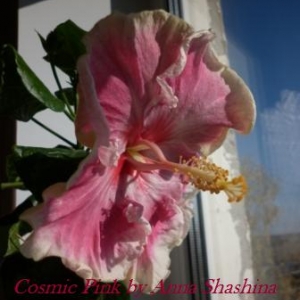 cosmic pink 1