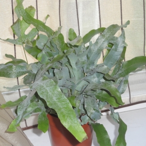 Phlebodium